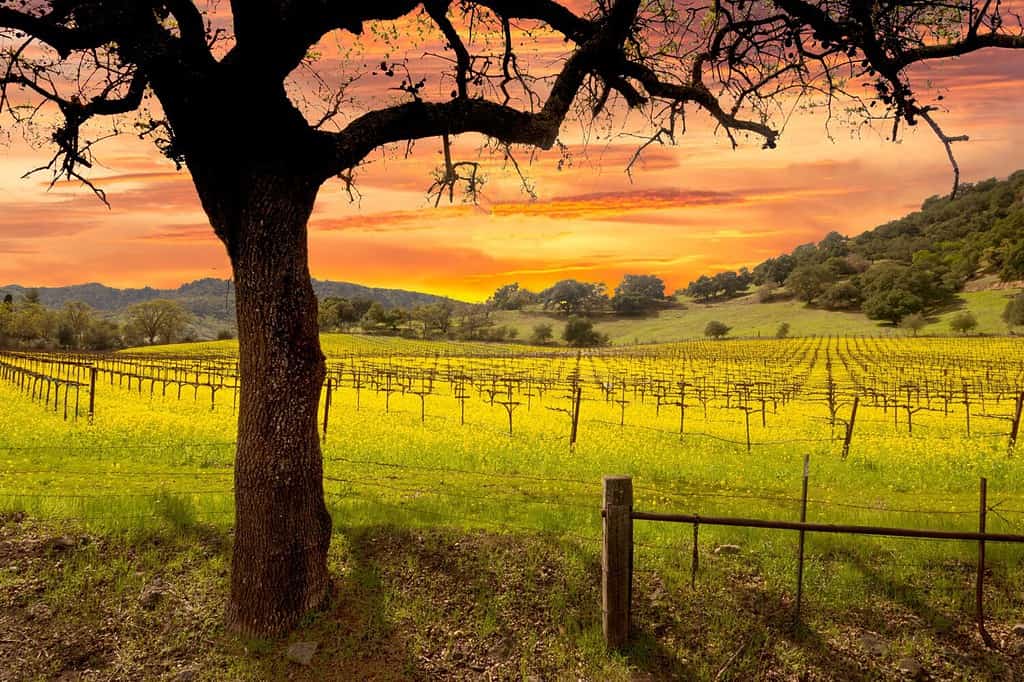 Vigneti e senape della Napa Valley in primavera e bellissimo cielo al tramonto.