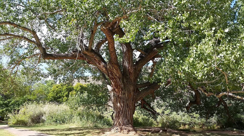 Grande albero di pioppo Fremont con rami estesi, foglie verdi e una corteccia ruvida lungo il sentiero escursionistico del fiume nel Parco nazionale di Capitol Reef nello Utah