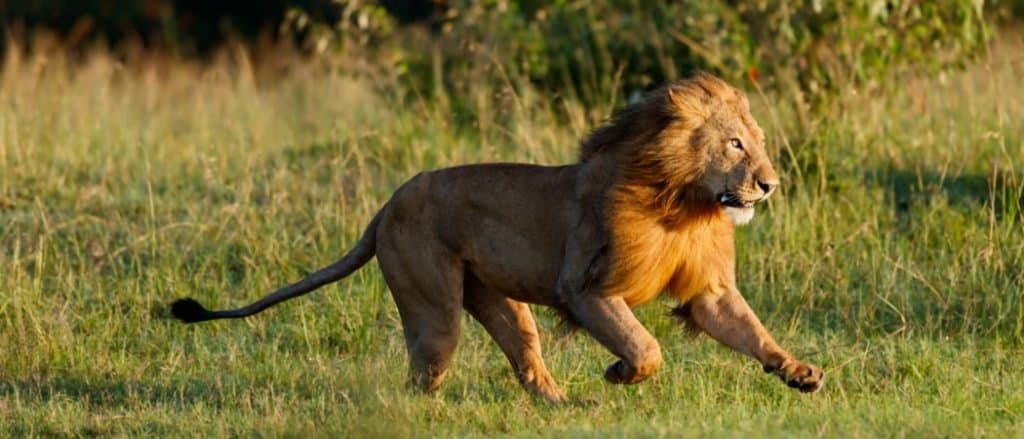 Animali nel Regno Unito