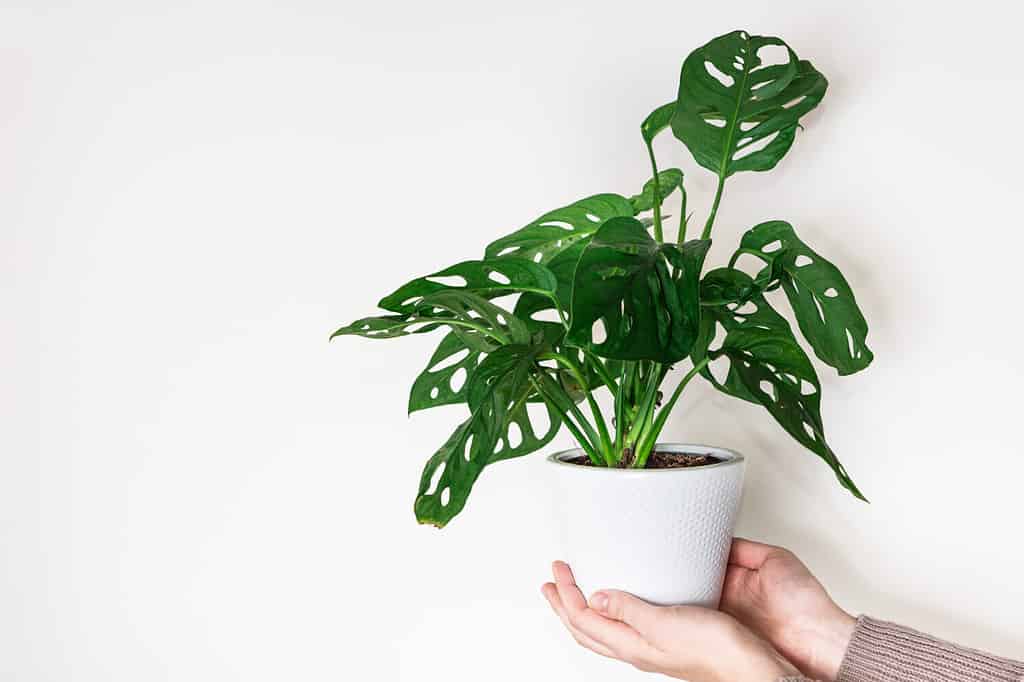 Mani che tengono la pianta della maschera di scimmia monstera (Monstera Obliqua o Monstera adansonii) in vaso di fiori su sfondo bianco. Concetto di giungla urbana, coltivazione di piante in casa