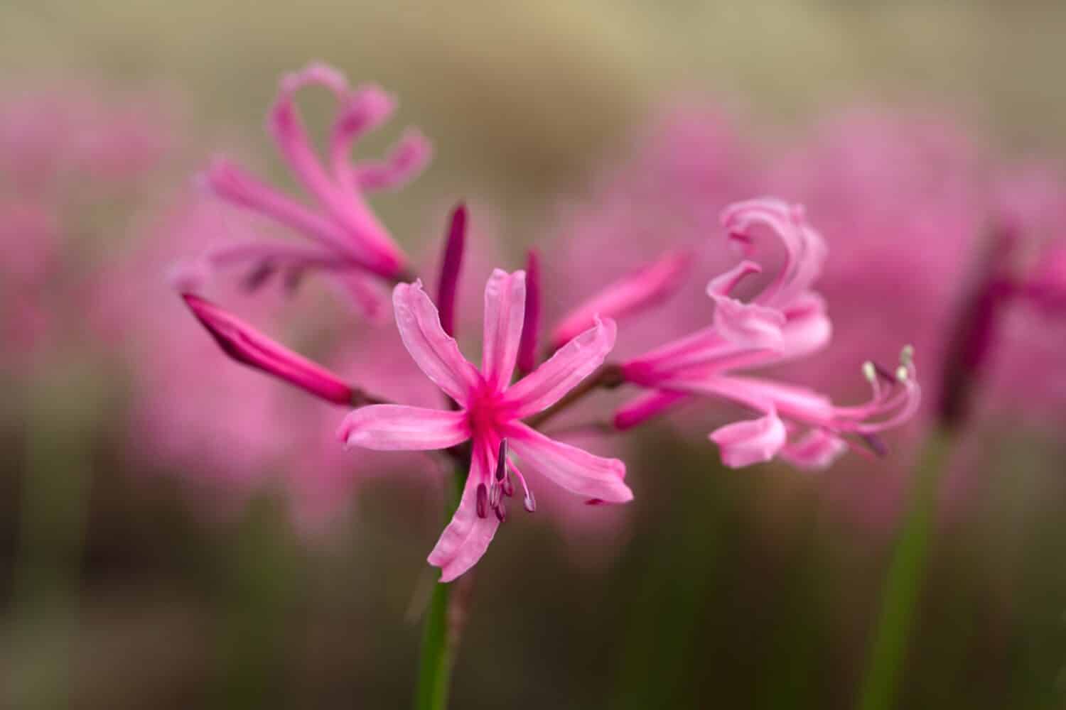 Primo piano dei fiori di Nerine bowdenii in un giardino in autunno