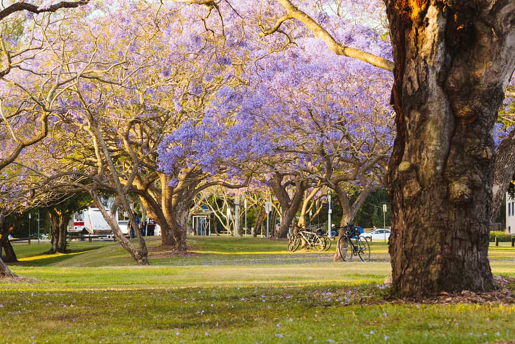 Alberi di Jacaranda in fiore