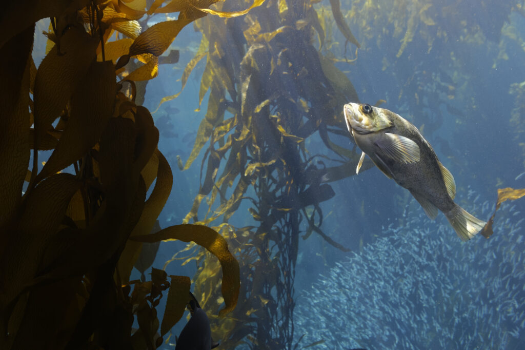 La spigola (Paralabrax clathratus) è una specie bentopelagica che si trova all'interno o in prossimità dei letti di alghe. È endemico del Pacifico orientale e si trova dalla California centrale alla punta della Bassa California.