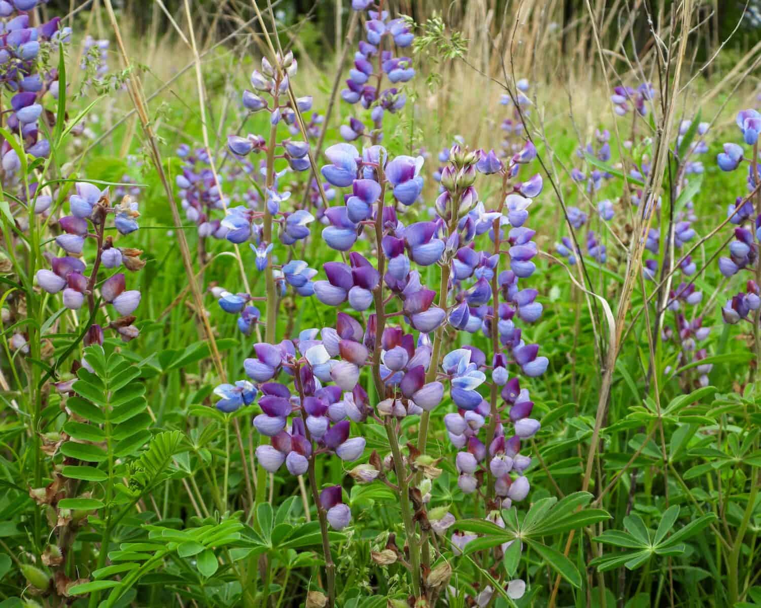 Lupinus perennis (lupino selvatico) Fiore selvatico nativo del Nord America