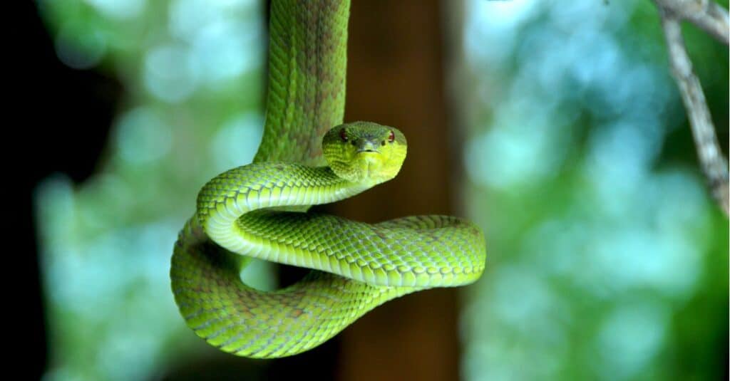 serpente verde appeso all'albero