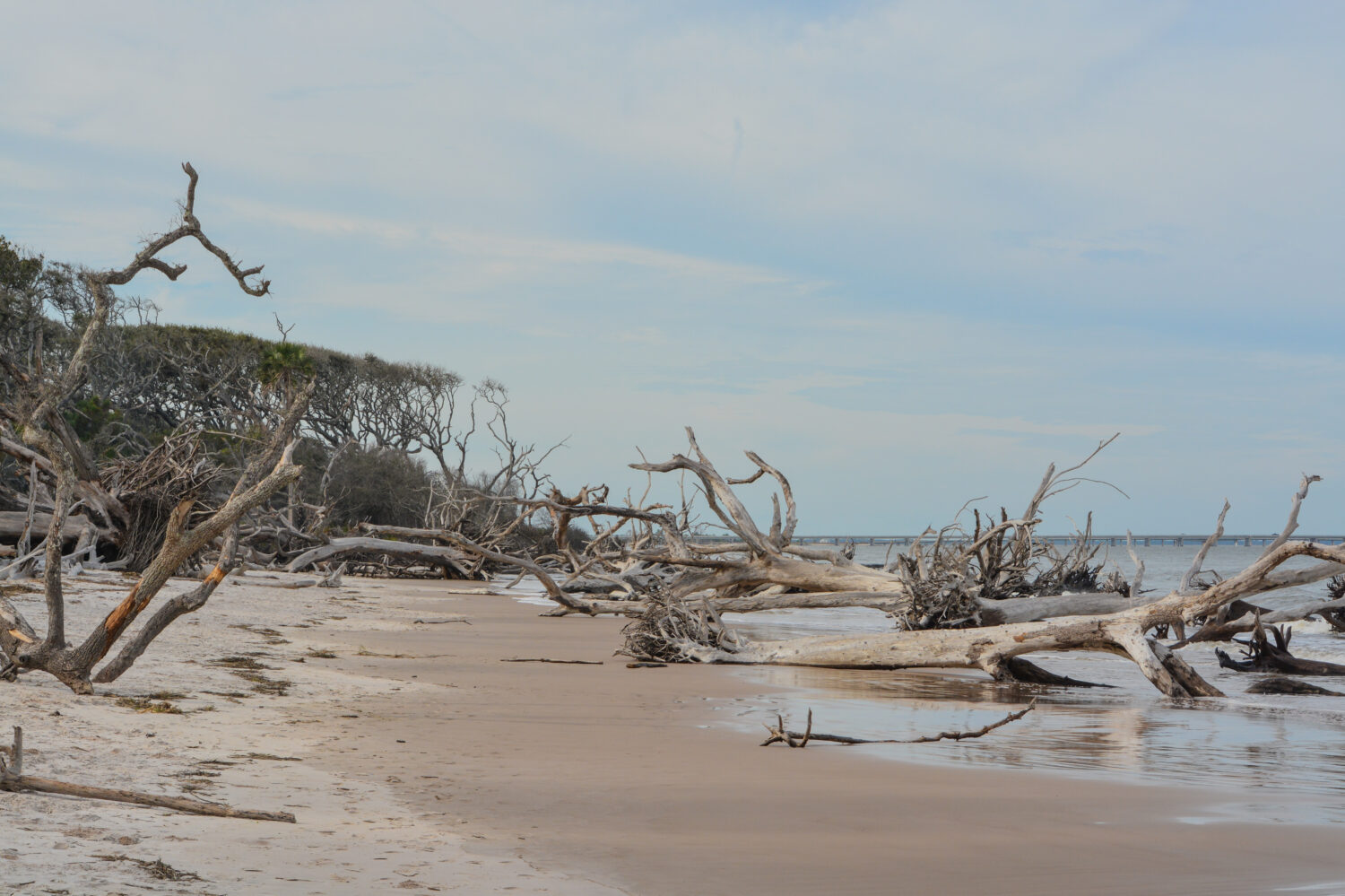 Driftwood Beach, Big Talbot Island State Park, contea di Duval, Oceano Atlantico, Florida
