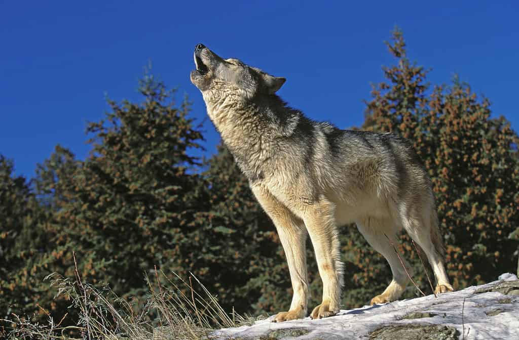 LUPO GRIGIO NORDAMERICANO Canis lupus occidentalis, ADULTO CHE URLA SULLA ROCCIA, CANADA
