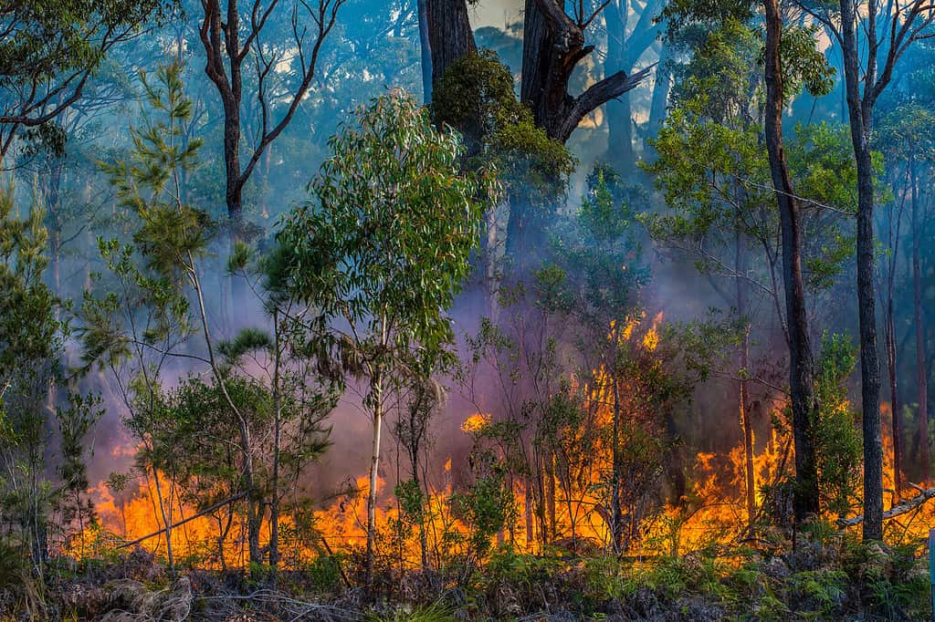 Torna a bruciare. i vigili del fuoco rurali effettuano incendi controllati nei mesi più freddi per evitare grandi incendi boschivi nei mesi caldi dell'anno.