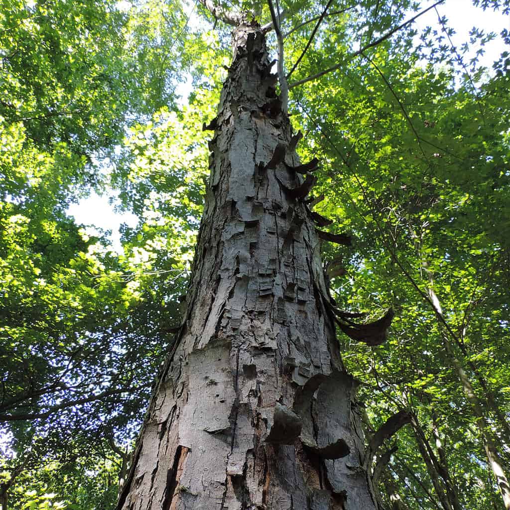 Vista dell'albero di Shagbark Hickory dal basso