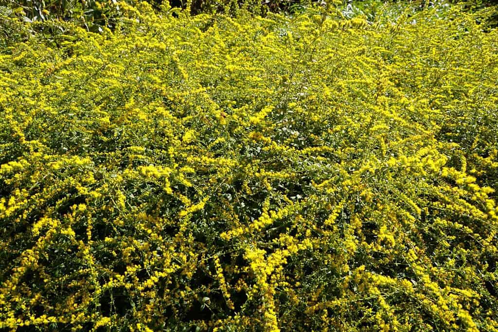 Verga d'oro grezza 'Fuochi d'artificio'