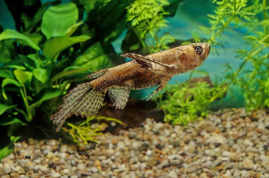 Pesce farfalla d'acqua dolce