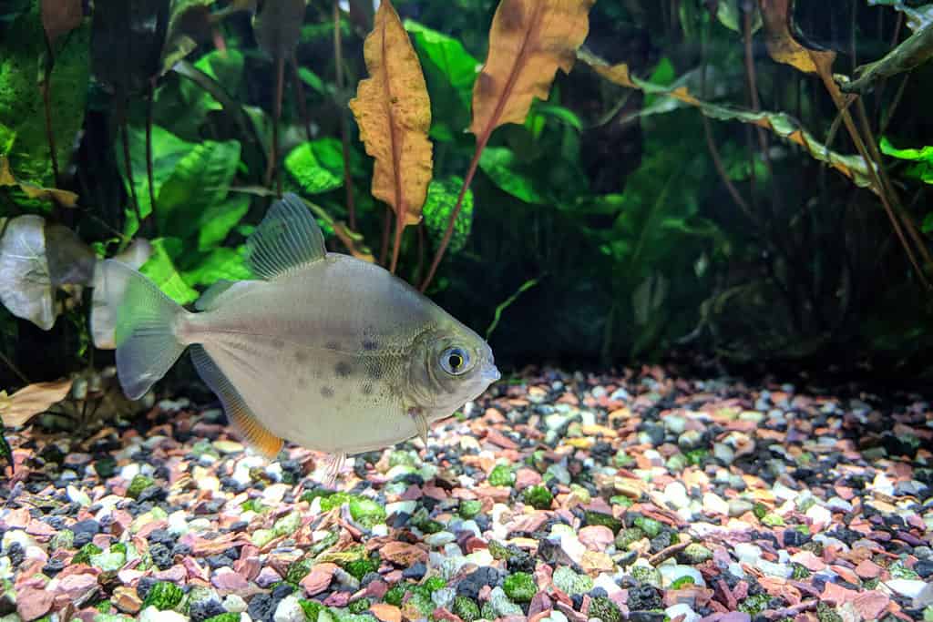 Pesce dollaro d'argento (Metynnis lippincottianus) che nuota in un acquario tropicale d'acqua dolce densamente piantumato
