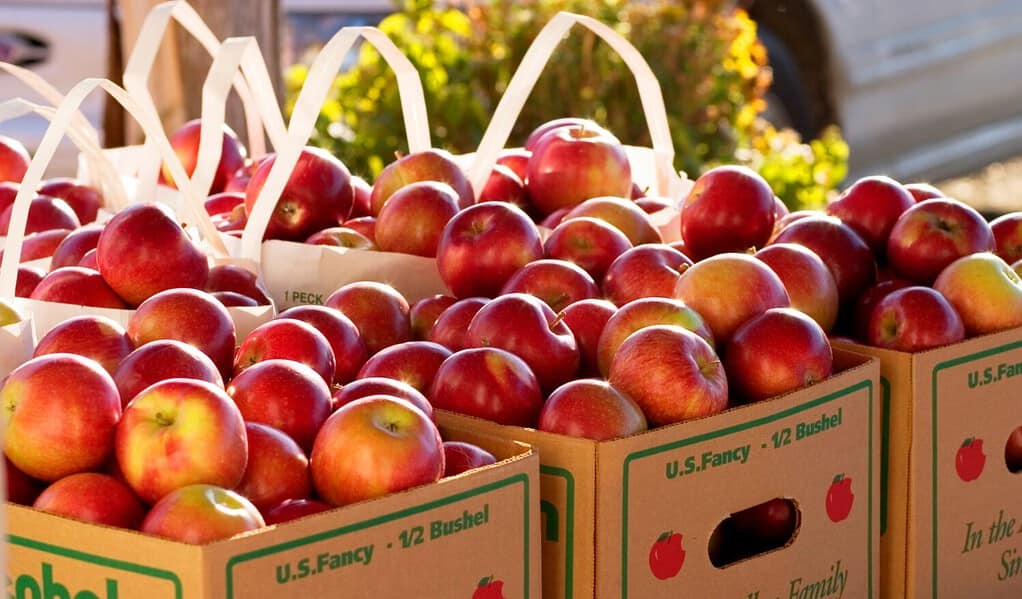 Mele ad Allenholm Orchards a South Hero, Vermont, USA.