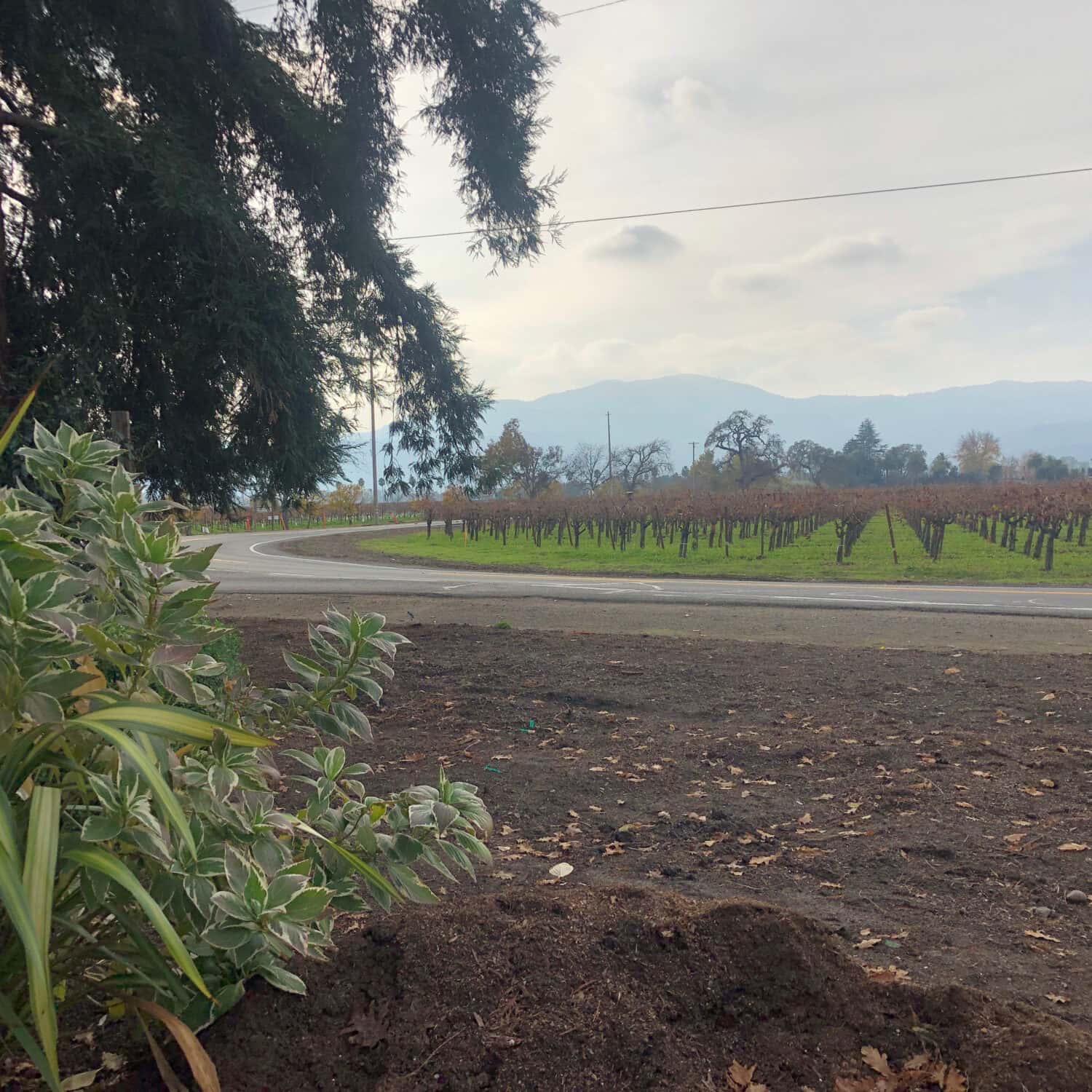 Strada laterale di campagna.  Cuore della regione vinicola, Rutherford, CA