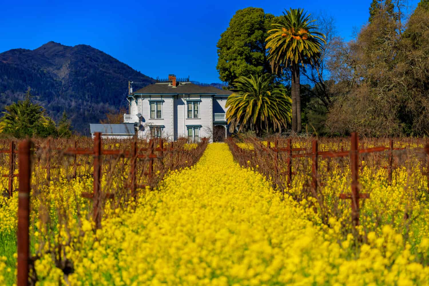 Fiori di senape giallo dorato che sbocciano tra i vitigni in un vigneto in primavera a Yountville Napa Valley, California, Stati Uniti