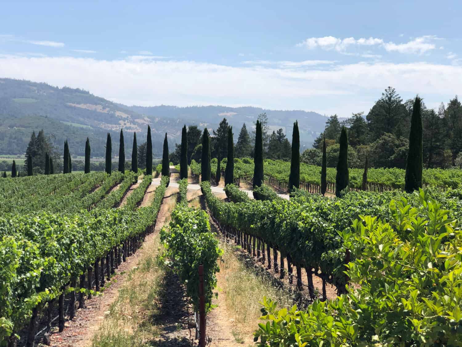 Viste della Napa Valley, Calistoga, California