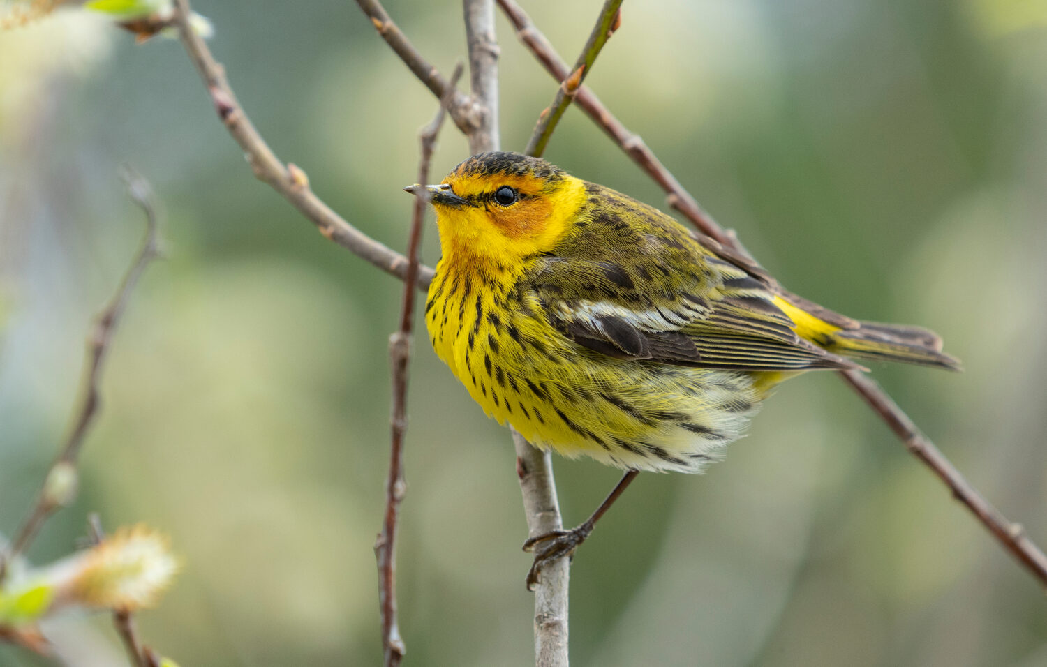 Cape May warbler durante la migrazione al parco statale di Twas Point.