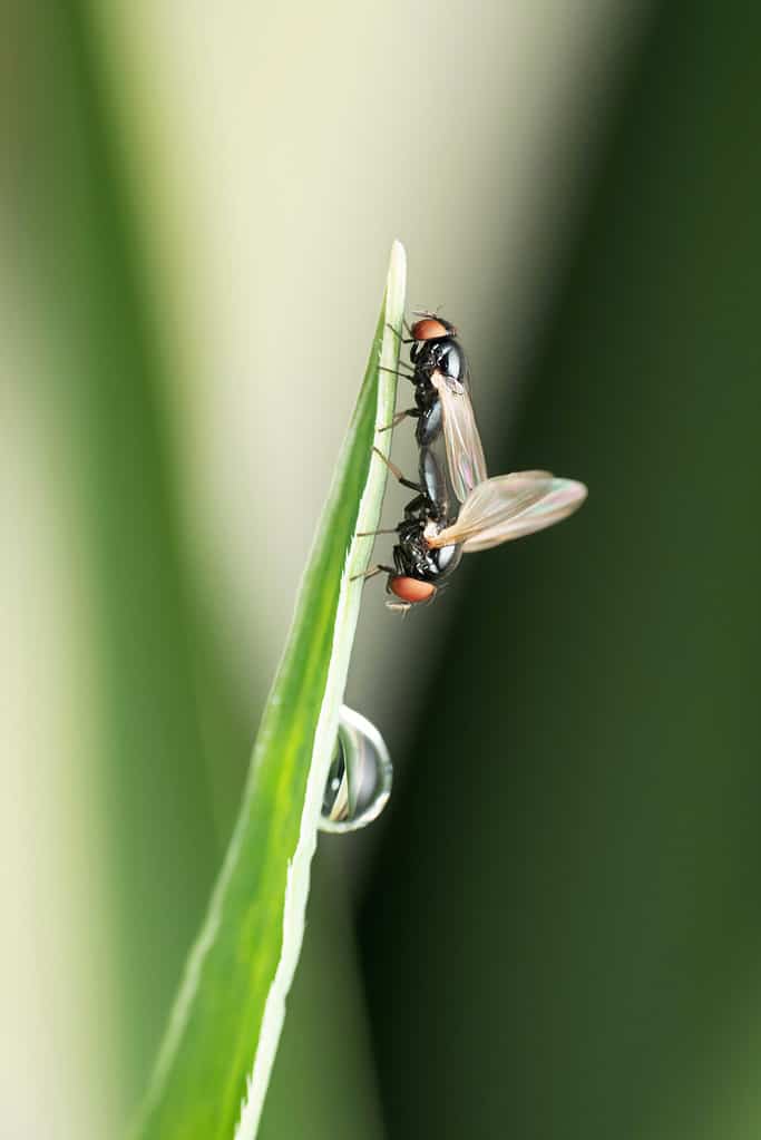 Coppia di moscerini degli occhi, Liohippelates apicatus, Satara, Maharashtra, India