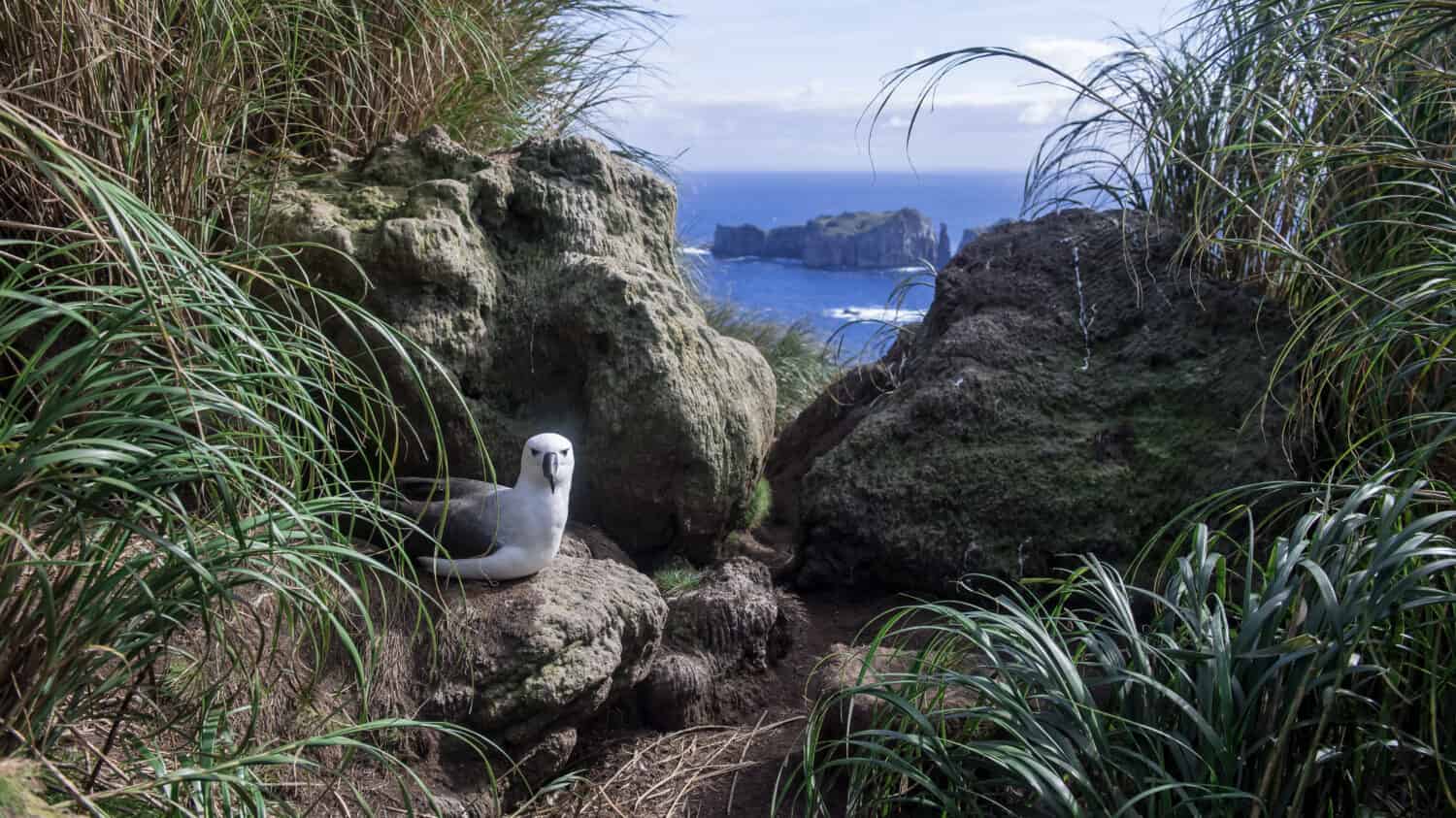 Albatro atlantico dal naso giallo con una vista spettacolare dal nido sull'isola di Nightingale