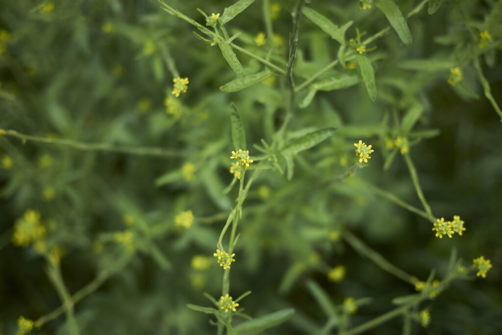 Sisymbrium officinale in fiore