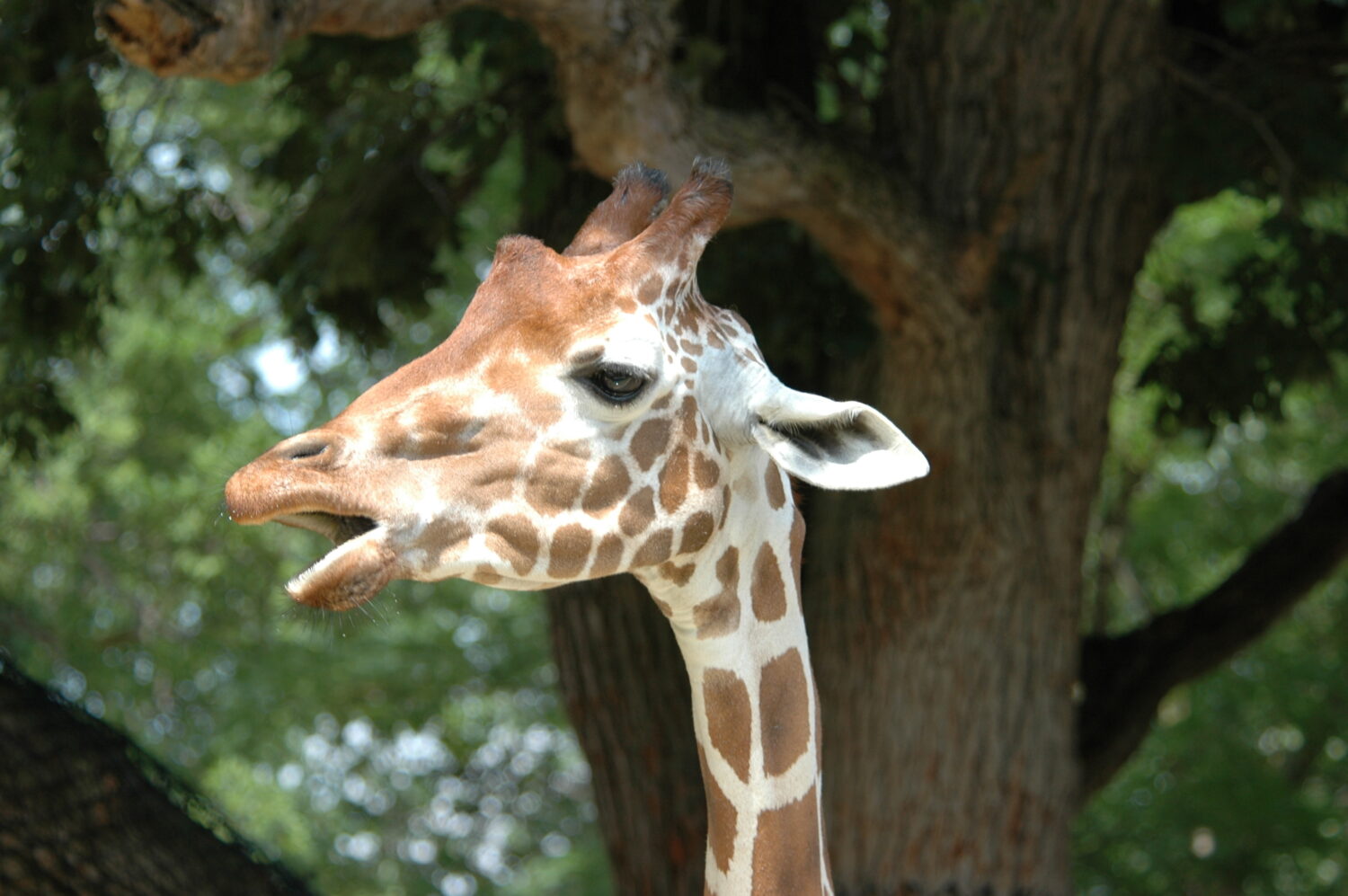 Giraffa reticolata cooperativa (Giraffa camelopardalis reticulata) allo zoo Henry Doorly di Omaha (uno di una serie)