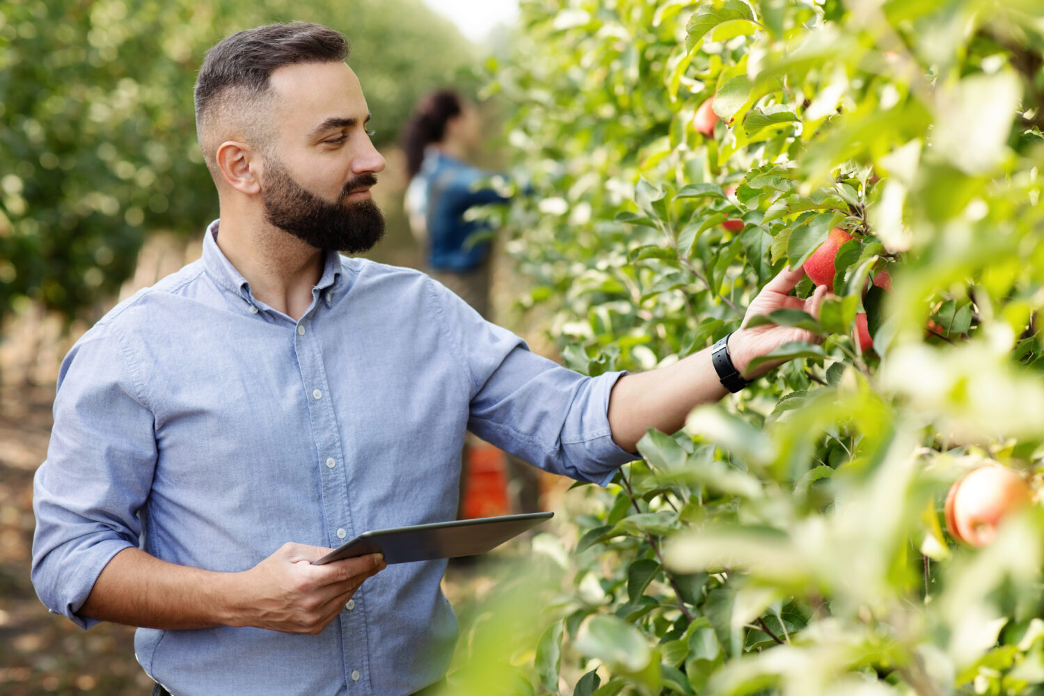 Controllo della coltivazione della frutta, controllo del raccolto e gestione dell'eco fattoria con dispositivo digitale.  Il giovane agricoltore barbuto con tablet in piantagione con alberi verdi controlla le mele rosse biologiche in giardino