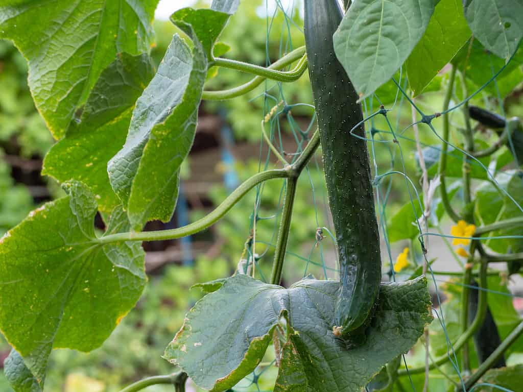Un grande cetriolo biologico fresco e succoso sullo sfondo delle foglie cresce nel giardino. Cetrioli in crescita