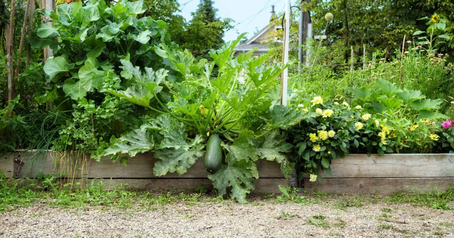 Pianta di zucchine gigante nel letto del giardino. Grandi zucchine verdi che crescono in un letto da giardino rialzato con altre piante di zucca e molti tipi di fiori. Sfondo del giardino estivo. Messa a fuoco selettiva.