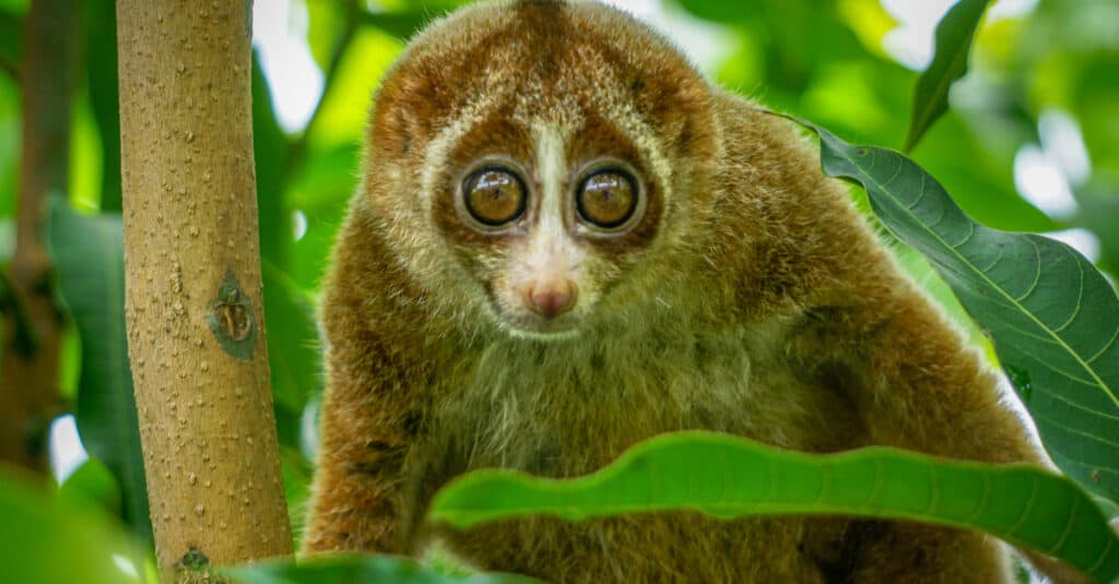 lento Loris
