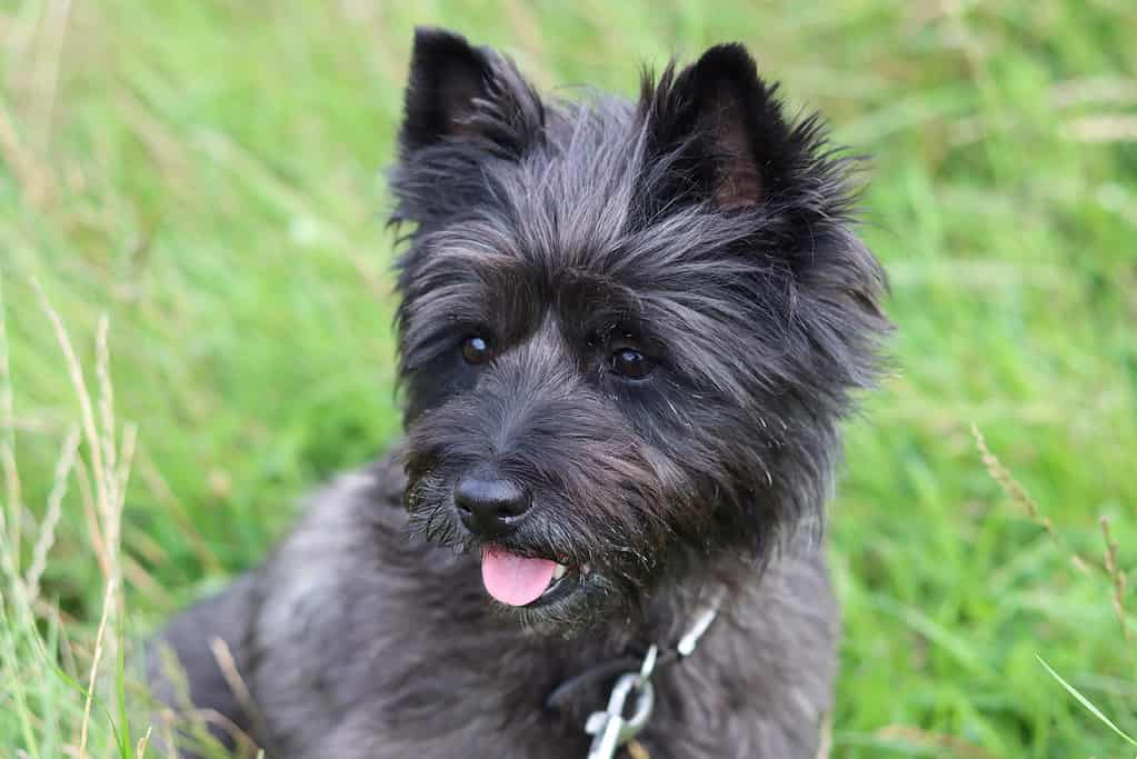 Ritratto di un cairn terrier su una passeggiata con il cane