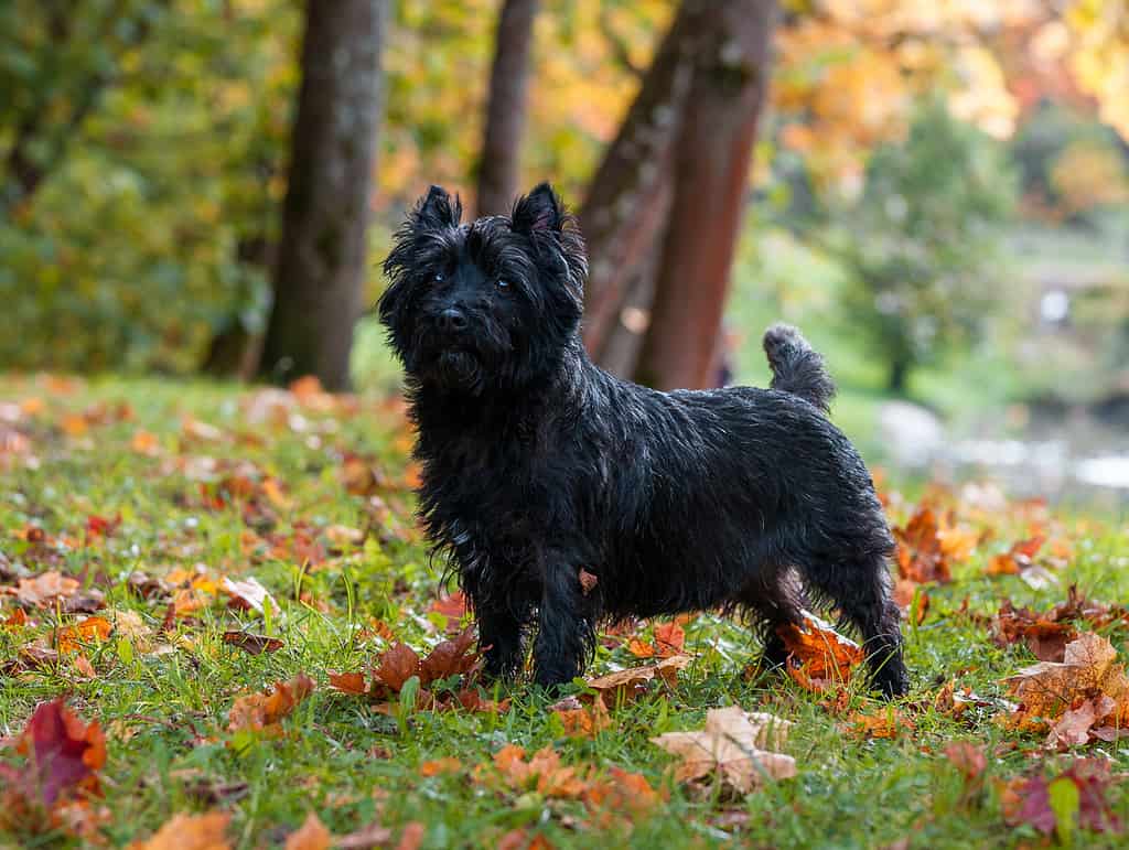 Durata della vita del Cairn Terrier
