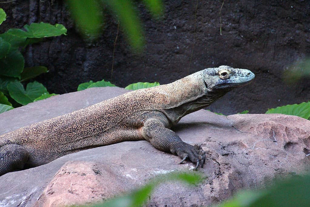 Drago di Komodo al Regno degli Animali Disney