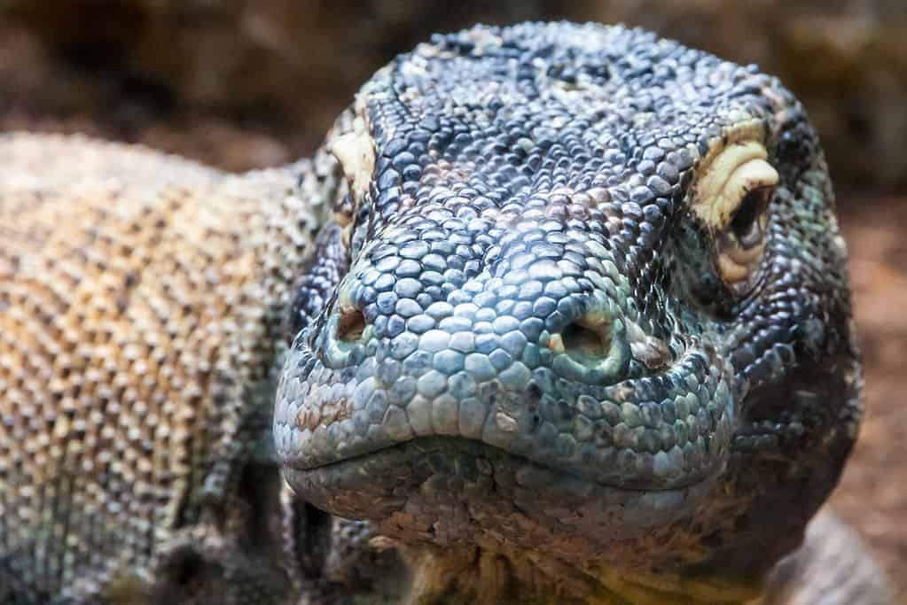 Drago di Komodo allo zoo di Houston