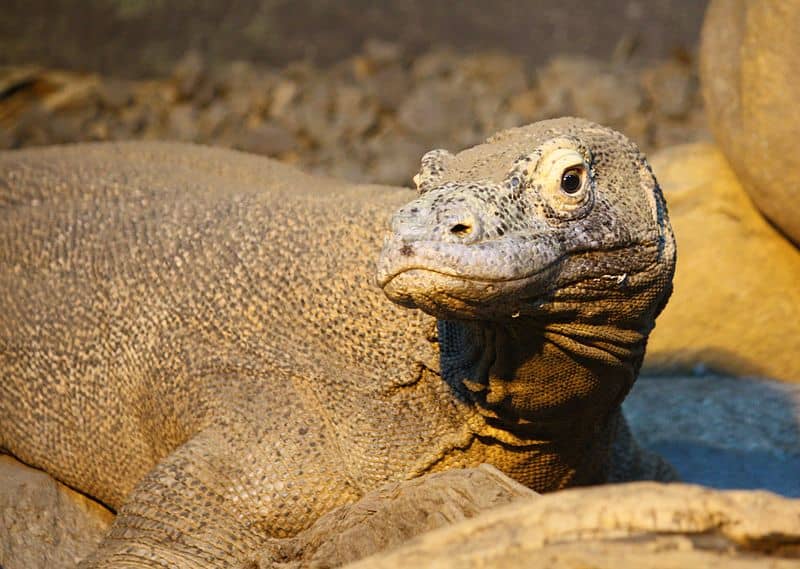 Drago di Komodo (Varanus komodoensis) allo Zoo di Louisville