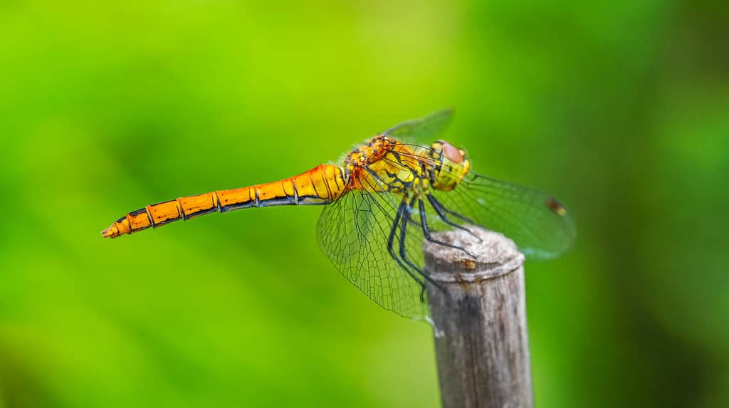 Macrofotografia. Bellissimo insetto giallo-arancio con ali su sfondo verde in primo piano. È una libellula femmina Macrodiplax cora. Macrodiplax è un genere di libellule della famiglia Libellulidae.