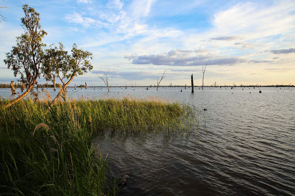 Luce soffusa pomeridiana sui canneti in riva al lago Mulwala nel Nuovo Galles del Sud, in Australia, con dolci increspature sulla superficie dell'acqua sotto un cielo blu nuvoloso.