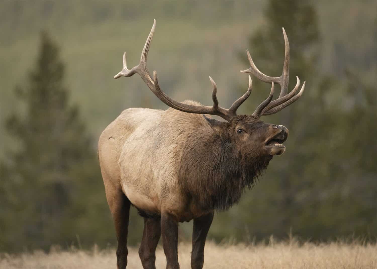 Alci Bugling nel Parco Nazionale di Yellowstone nel Wyoming
