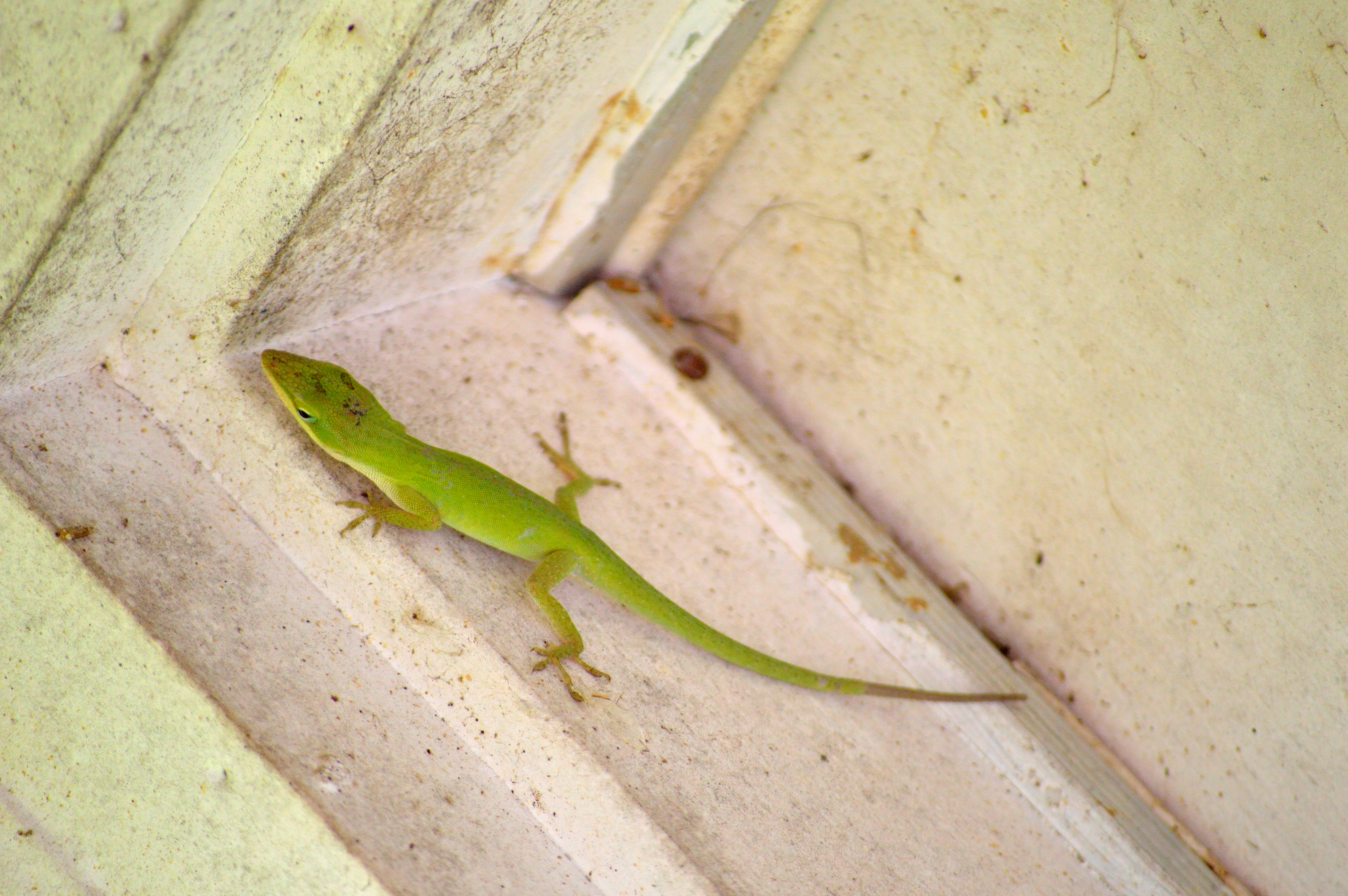 Carolina Anole (anole americana, anole verde)