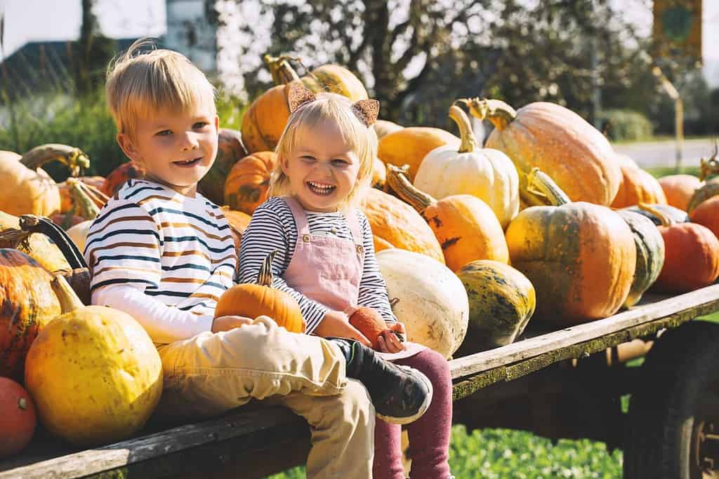 Famiglia e bambini nella stagione autunnale.  Bambini in età prescolare seduti in un mucchio di zucche al mercato agricolo locale.  Bambini che raccolgono la zucca durante la festa di Halloween o del Ringraziamento.  Ragazzo e ragazza all'aperto in campagna.