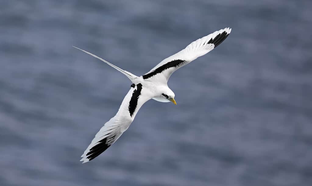 Tropicbird volante dalla coda bianca (Phaethon lepturus) sulla costa meridionale di La Reunion
