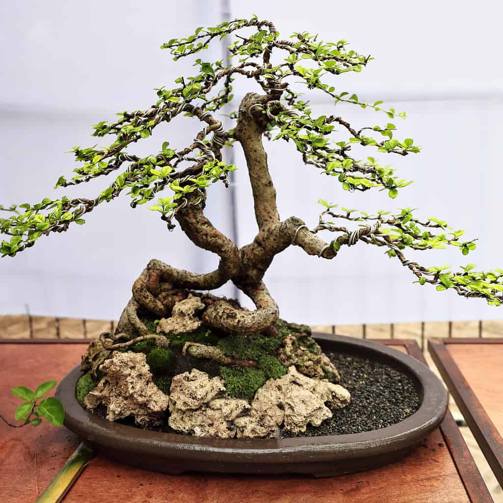 Bonsai o 'piantagione in vassoio': coltivazione in contenitore artistico giapponese di piccoli alberi per imitare la forma e le dimensioni degli alberi a grandezza naturale.  Albero del tè Fukien-Ehrethia microphylla-Carmona retusa.  Dumaguete-Filippine.