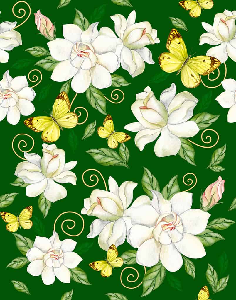 Gardenia.