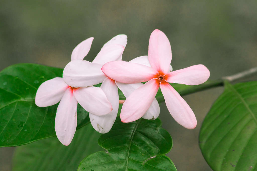 La gardenia rosa è facile da coltivare e da curare.  Una pianta che ama il sole