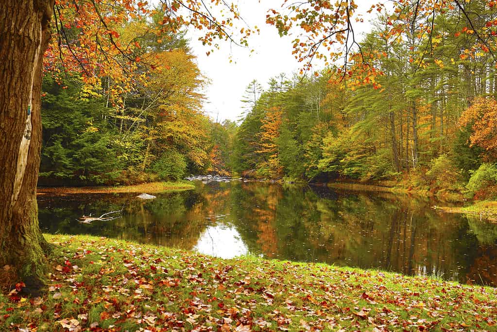 Sugar River che riflette il fogliame autunnale a Newport, New Hampshire.