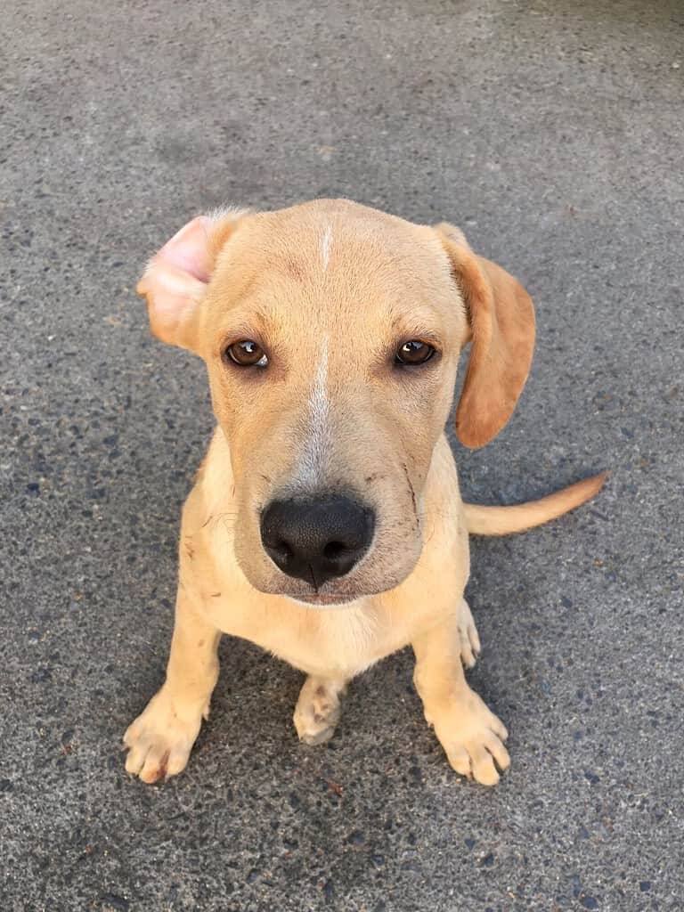 Cucciolo mix di Pitbull e Golden Retriever (cani di razza incrociata)