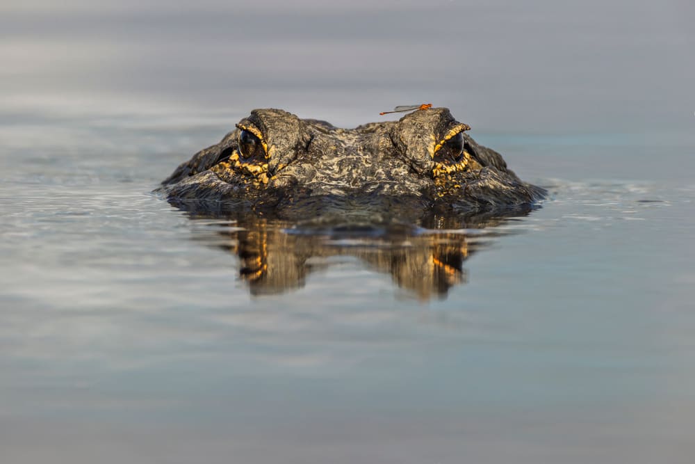 Alligatore americano con libellula sulla testa, dal livello degli occhi con l'acqua, Myakka River State Park, Florida