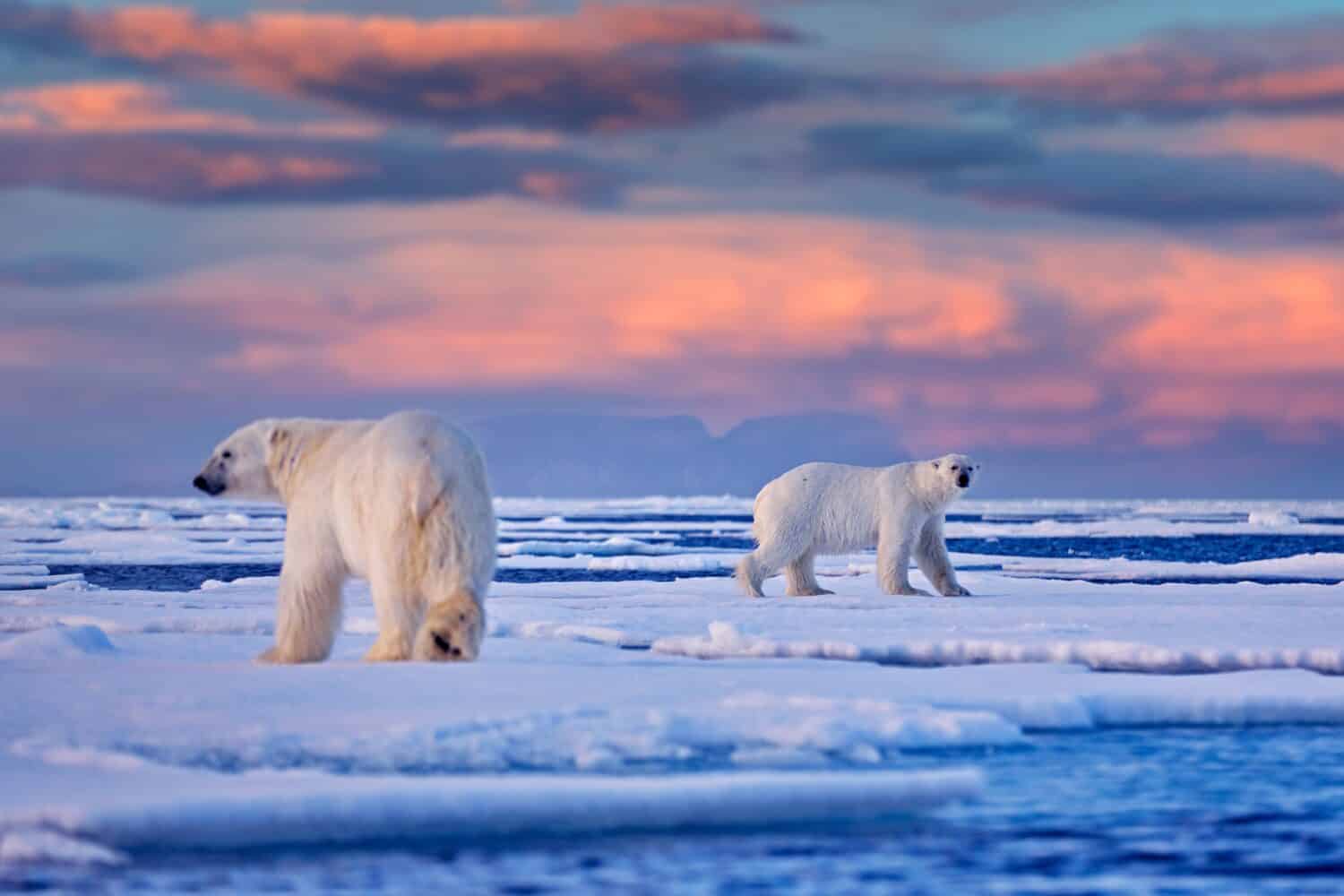 Canada artico.  Orso polare sul ghiaccio alla deriva con neve e cielo blu rosa serale, Svalbard, Norvegia.  Animali selvatici pericolosi nell'habitat naturale, due orsi polari.