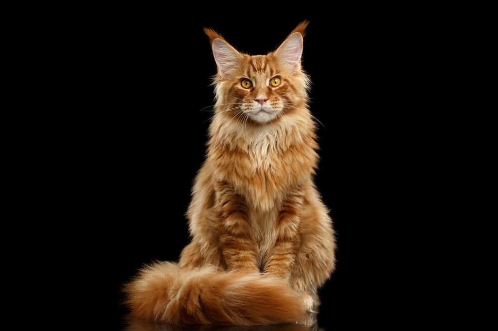 Bellissimo gatto Maine Coon rosso seduto con grandi orecchie e coda pelosa che guarda in camera isolato su sfondo nero, vista frontale