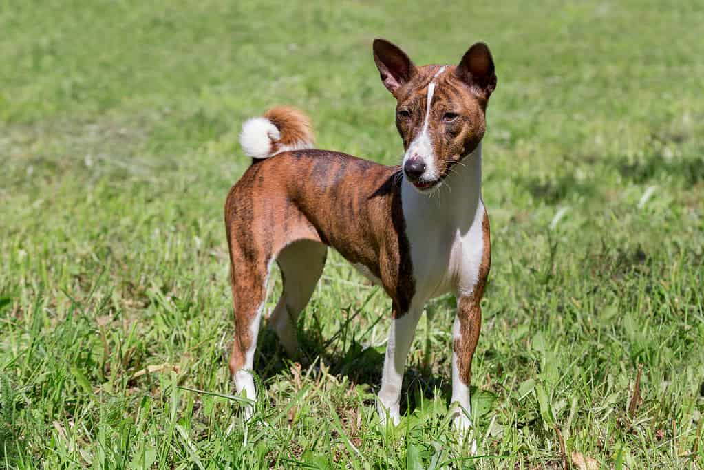 Il simpatico cucciolo basenji tigrato è in piedi su un'erba verde. Animali domestici.