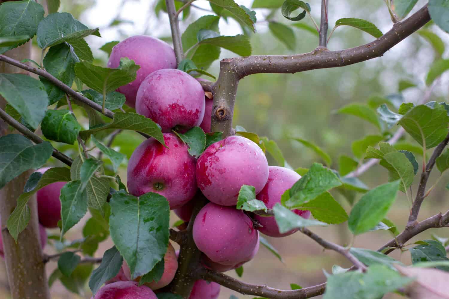 Florina, a volte Querina, varietà invernale di mela fatta in casa, frutto maturo su un ramo coperto di rugiada dalla pioggia. Vitamine. Cibo vegetariano.